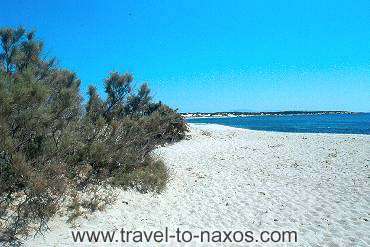 ALYKO BEACH - The cedar trees offers their shadow to the bathers.