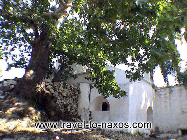 TREE AND CHURCH - A long ages plane tree and a traditional architecture church.