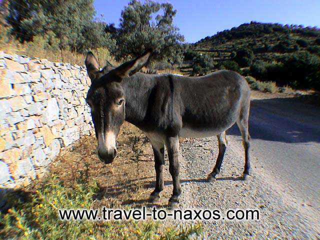 GOLDEN BEACH - A donkey to the road? The tour to the villages of Naxos will be surprise to you.