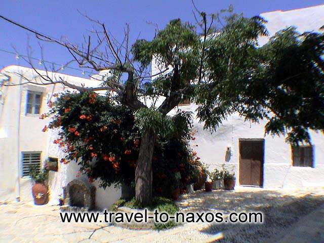 CHORA CASTLE - Tree and garden flowers in the narrow streets of Chora Kastro.